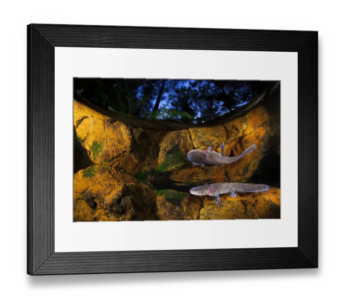 Framed Print : Axototl (Ambystoma mexicanum) swimming in pond at night, reflected in the water, Mexico Framed Print : Axototl (Ambystoma mexicanum) swimming in pond at night, reflected in the water, Mexico