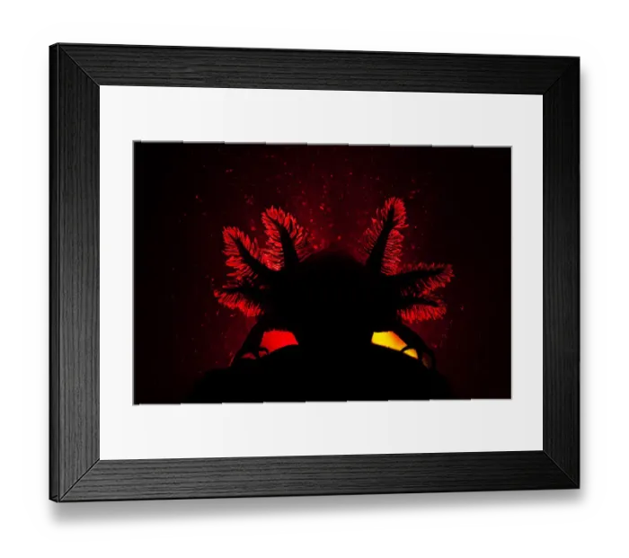 Framed Print : Axolotl (Ambystoma mexicanum) backlit showing details of gills, Mexico