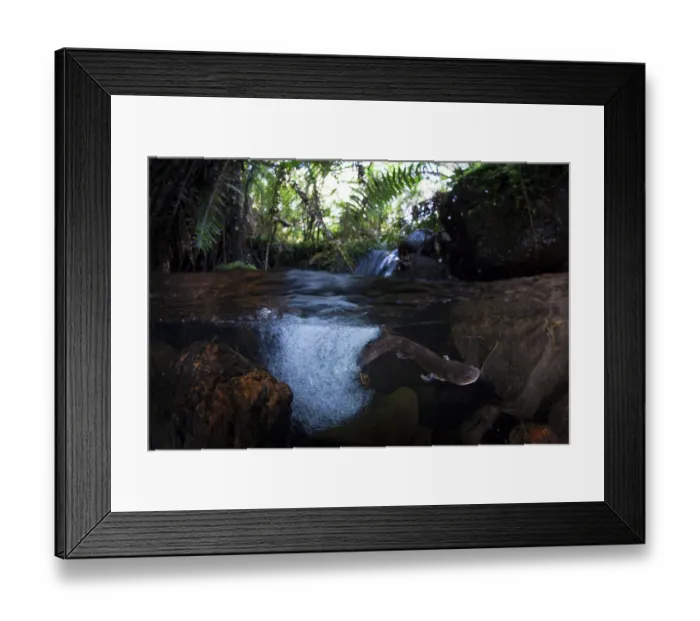 Framed Print : Axototl (Ambystoma mexicanum) swimming in pond, Mexico Framed Print : Axototl (Ambystoma mexicanum) swimming in pond, Mexico