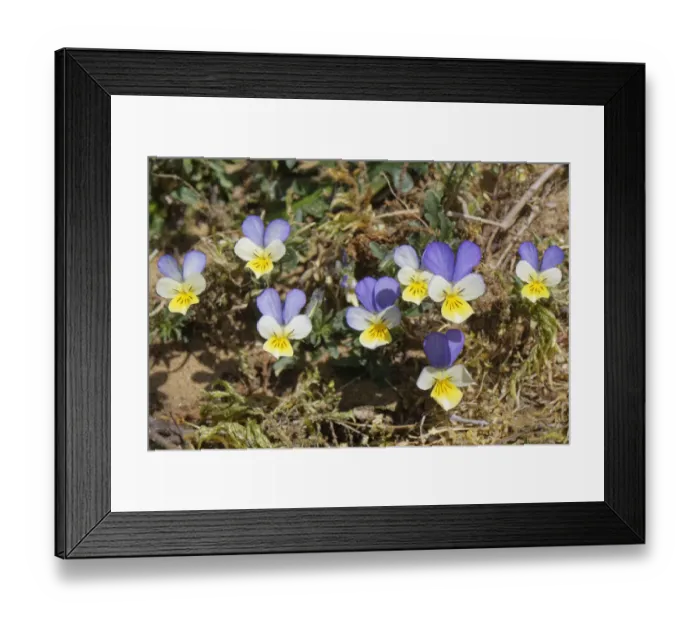 Framed Print : Dune pansies / Seaside pansies (Viola tricolor curtisii) flowering on coastal sand dunes, Merthyr Mawr Warren National Nature Reserve, Glamorgan, Wales, UK. April Framed Print : Dune pansies / Seaside pansies (Viola tricolor curtisii) flowering on coastal sand dunes, Merthyr Mawr Warren National Nature Reserve, Glamorgan, Wales, UK. April