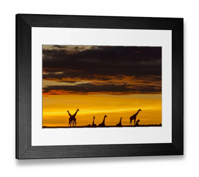 Framed Print : Masai giraffe (Giraffa camelopardalis tippelskirchi) herd at sunrise, Masai-Mara Game Reserve, Kenya. November Framed Print : Masai giraffe (Giraffa camelopardalis tippelskirchi) herd at sunrise, Masai-Mara Game Reserve, Kenya. November