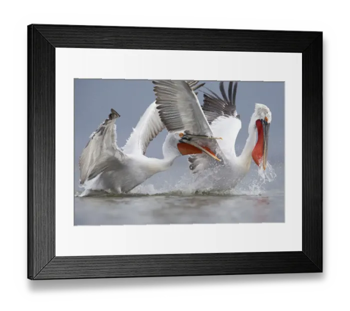 Framed Print : Dalmatian pelicans (Pelecanus crispus) fighting for fish. Lake Kerkini, Greece. February. Vulnerable species Framed Print : Dalmatian pelicans (Pelecanus crispus) fighting for fish. Lake Kerkini, Greece. February. Vulnerable species