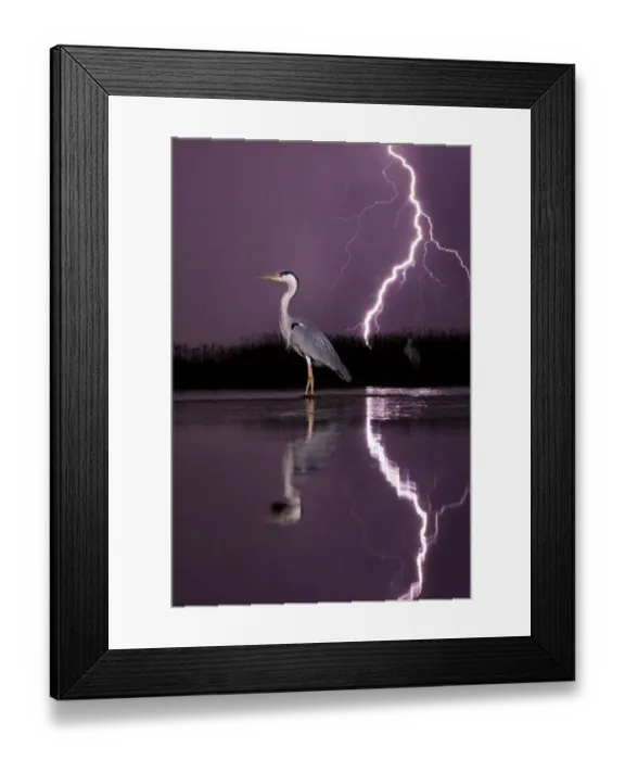 Framed Print : Grey heron (Ardea cinerea) with lightning storm at night. Lake Csaj, Kiskunsagi National Park, Pusztaszer, Hungary. May 2012 Framed Print : Grey heron (Ardea cinerea) with lightning storm at night. Lake Csaj, Kiskunsagi National Park, Pusztaszer, Hungary. May 2012