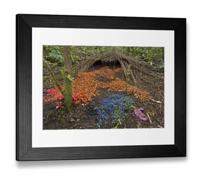 Framed Print : Bower of Vogelkop Bowerbird (Amblyornis inornata) with bright decorations. Nov 2004