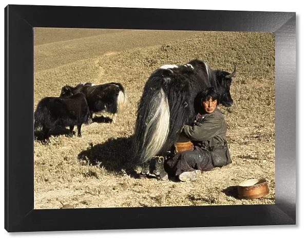 Herder milking Domestic yak {Bos grunniens} Nr Gangte, Goemba, Bhutan 2001