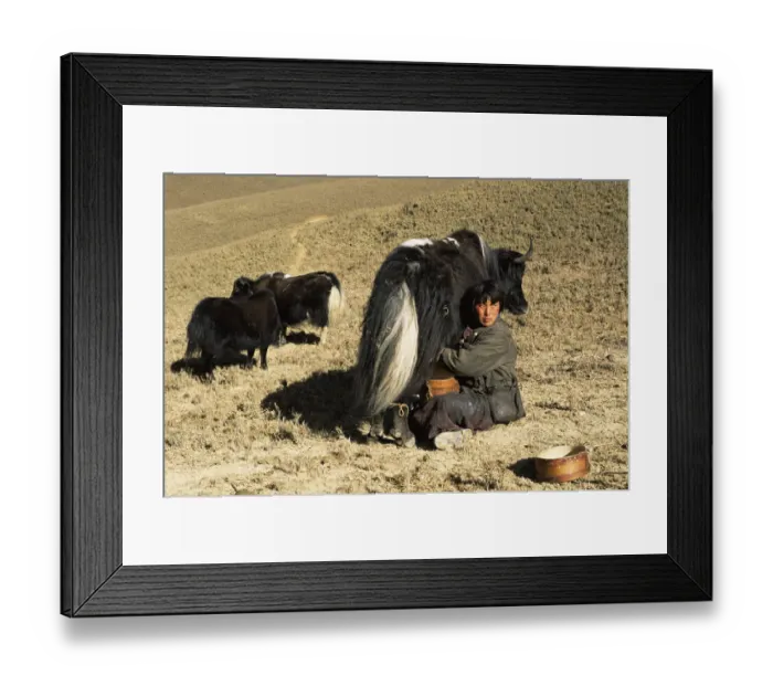 Framed Print : Herder milking Domestic yak {Bos grunniens} Nr Gangte, Goemba, Bhutan 2001 Framed Print : Herder milking Domestic yak {Bos grunniens} Nr Gangte, Goemba, Bhutan 2001