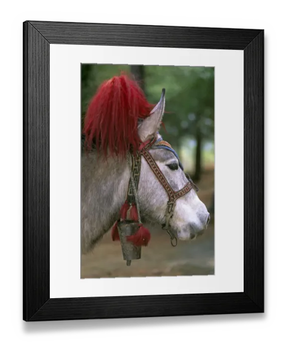 Framed Print : Decorated bridle of lead pack horse / donkey, Paro valley, Bhutan Framed Print : Decorated bridle of lead pack horse / donkey, Paro valley, Bhutan