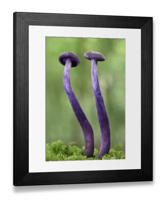 Framed Print : Amethyst Deceiver (Laccaria amethystina) two young toadstools growing up from mossy log, Buckinghamshire, England, UK, September Framed Print : Amethyst Deceiver (Laccaria amethystina) two young toadstools growing up from mossy log, Buckinghamshire, England, UK, September