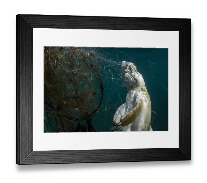 Framed Print : Decomposing carcass of a juvenile Blacktip reef shark (Carcharhinus melanopterus) caught / entangled in discarded ghost nets, Phuket, Thailand, Andaman Sea Framed Print : Decomposing carcass of a juvenile Blacktip reef shark (Carcharhinus melanopterus) caught / entangled in discarded ghost nets, Phuket, Thailand, Andaman Sea