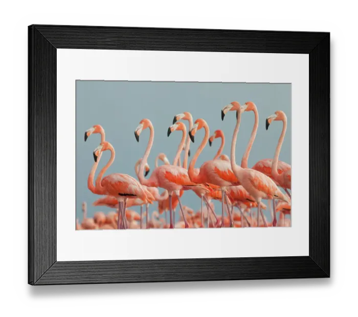 Framed Print : Caribbean flamingo (Phoenicopterus ruber), Ria Lagartos Biosphere Reserve, Yucatan Peninsula, Mexico, June Framed Print : Caribbean flamingo (Phoenicopterus ruber), Ria Lagartos Biosphere Reserve, Yucatan Peninsula, Mexico, June