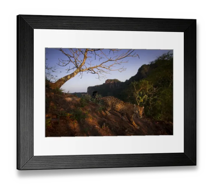 Framed Print : Jaguar (Panthera onca) walking over rocky hillside, Sierra de Vallejo, Nayarit, Mexico Framed Print : Jaguar (Panthera onca) walking over rocky hillside, Sierra de Vallejo, Nayarit, Mexico