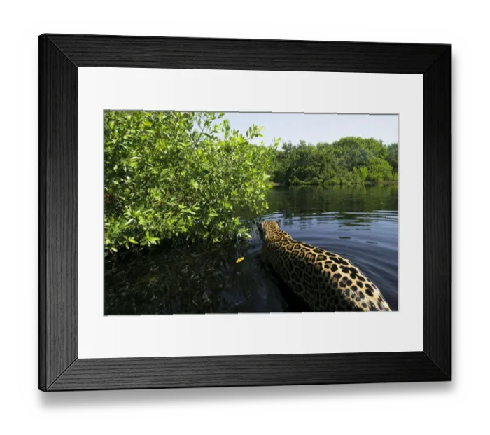 Framed Print : Jaguar (Panthera onca) walking through a lagoon in the mangroves, Marismas Nacionales, Nayarit, Mexico Framed Print : Jaguar (Panthera onca) walking through a lagoon in the mangroves, Marismas Nacionales, Nayarit, Mexico