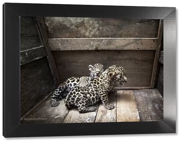 Two Jaguar (Panthera onca) cubs in a wooden crate after being rescued, Campeche, Mexico