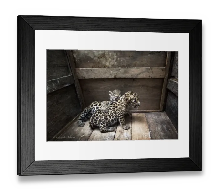 Framed Print : Two Jaguar (Panthera onca) cubs in a wooden crate after being rescued, Campeche, Mexico Framed Print : Two Jaguar (Panthera onca) cubs in a wooden crate after being rescued, Campeche, Mexico