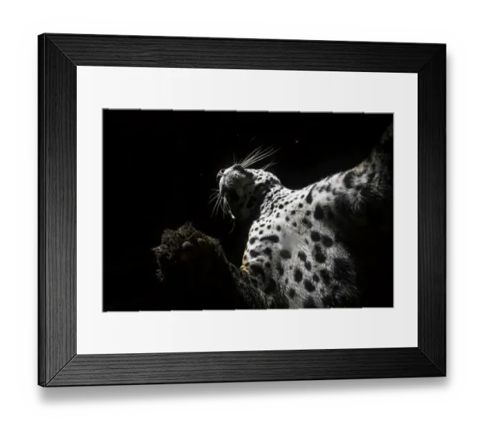 Framed Print : Low angle view of Jaguar (Panthera onca) patrolling its territory at night, La Papalota, Nayarit, Mexico. Camera trap image Framed Print : Low angle view of Jaguar (Panthera onca) patrolling its territory at night, La Papalota, Nayarit, Mexico. Camera trap image