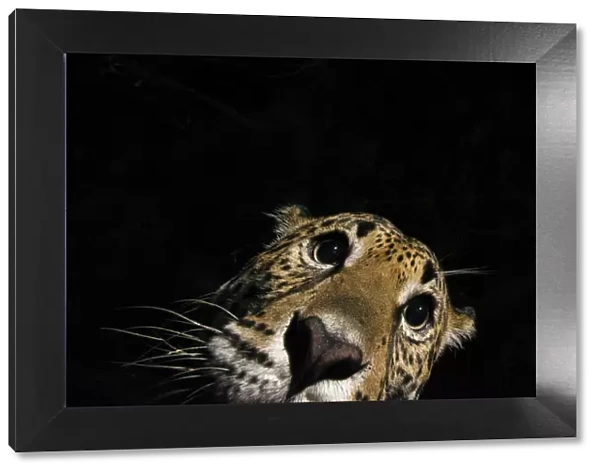 Jaguar (Panthera onca) at night, portrait, La Papalota, Nayarit, Mexico. Camera trap image
