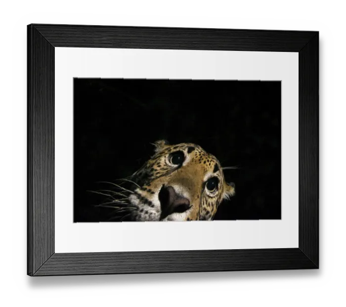 Framed Print : Jaguar (Panthera onca) at night, portrait, La Papalota, Nayarit, Mexico. Camera trap image Framed Print : Jaguar (Panthera onca) at night, portrait, La Papalota, Nayarit, Mexico. Camera trap image