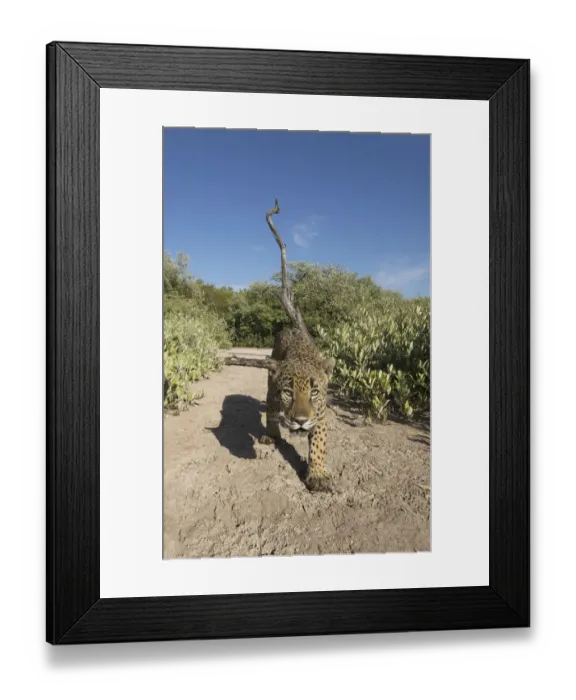Framed Print : Jaguar (Panthera onca) walking along a trail in La Papalota, a protected area, Nayarit, Mexico. Camera trap image Framed Print : Jaguar (Panthera onca) walking along a trail in La Papalota, a protected area, Nayarit, Mexico. Camera trap image