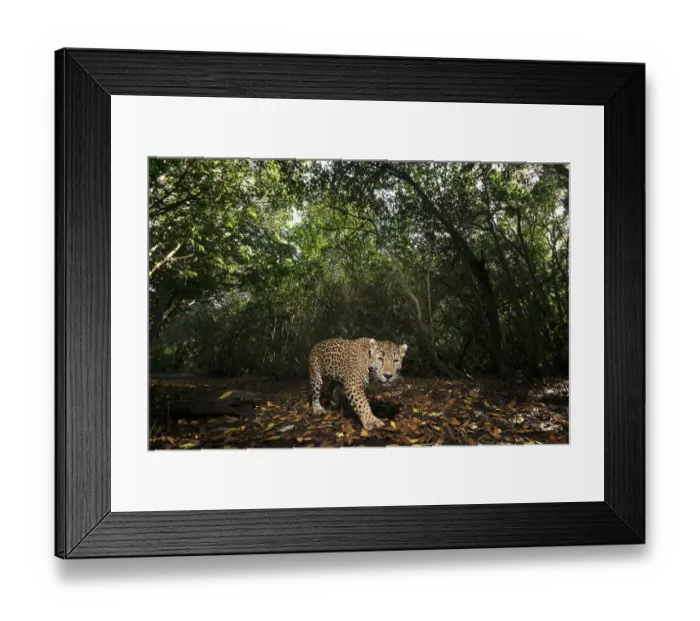 Framed Print : Jaguar (Panthera onca) walking along a forest trail in La Papalota protected area, Nayarit, Mexico. Camera trap image Framed Print : Jaguar (Panthera onca) walking along a forest trail in La Papalota protected area, Nayarit, Mexico. Camera trap image