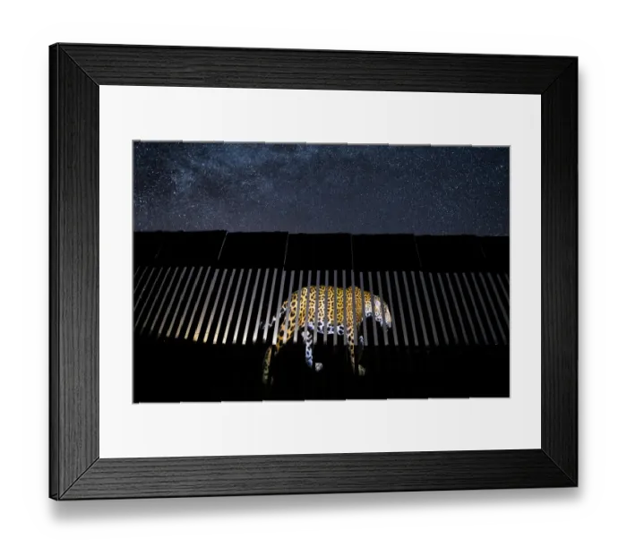 Framed Print : An image of a wild Jaguar (Panthera onca) is symbolically projected on to a section of the US-Mexico border wall. Jaguars have disappeared from the US in the last century, mostly due to habitat loss and control programs intended to protect livestock Framed Print : An image of a wild Jaguar (Panthera onca) is symbolically projected on to a section of the US-Mexico border wall. Jaguars have disappeared from the US in the last century, mostly due to habitat loss and control programs intended to protect livestock