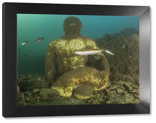 Statue depicting companion of Ulysses, perhaps Baio, located in submerged Nymphaeum of Emperor Claudius. Marine Protected Area of Baia, Naples, Italy. Tyrrhenian sea. statue encrusted with sealife