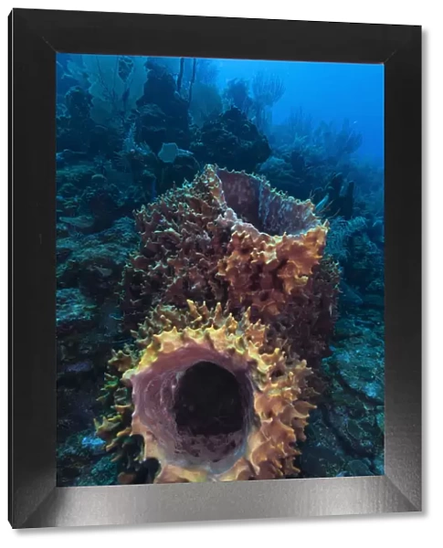 Giant barrel sponge (Xestospongia muta) within coral reef. Utila Island, Honduras. Caribbean Sea