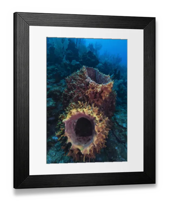Framed Print : Giant barrel sponge (Xestospongia muta) within coral reef. Utila Island, Honduras. Caribbean Sea Framed Print : Giant barrel sponge (Xestospongia muta) within coral reef. Utila Island, Honduras. Caribbean Sea