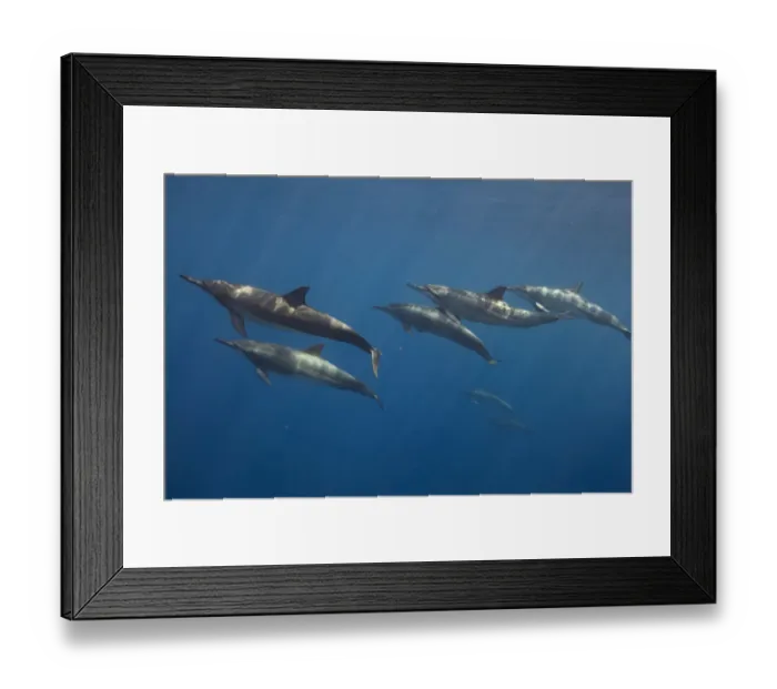 Framed Print : Pod of Spinner dolphin (Stenella longirostris) swimming. Utila Island, Honduras. Caribbean Sea Framed Print : Pod of Spinner dolphin (Stenella longirostris) swimming. Utila Island, Honduras. Caribbean Sea