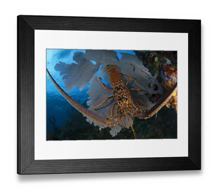 Framed Print : Caribbean spiny lobster (Panulirus argus) sitting disoriented on top of Common sea fan (Gorgonia ventalina) after being driven out of hiding by fisherman. Caribbean spiny lobster fishery, Utila Island, Honduras. Caribbean Sea Framed Print : Caribbean spiny lobster (Panulirus argus) sitting disoriented on top of Common sea fan (Gorgonia ventalina) after being driven out of hiding by fisherman. Caribbean spiny lobster fishery, Utila Island, Honduras. Caribbean Sea