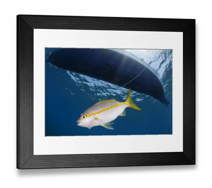 Framed Print : Yellowtail snapper (Ocyurus chrysurus) hooked on fishing line. Yellowtail snapper fishery, Utila Island, Honduras. Caribbean Sea Framed Print : Yellowtail snapper (Ocyurus chrysurus) hooked on fishing line. Yellowtail snapper fishery, Utila Island, Honduras. Caribbean Sea