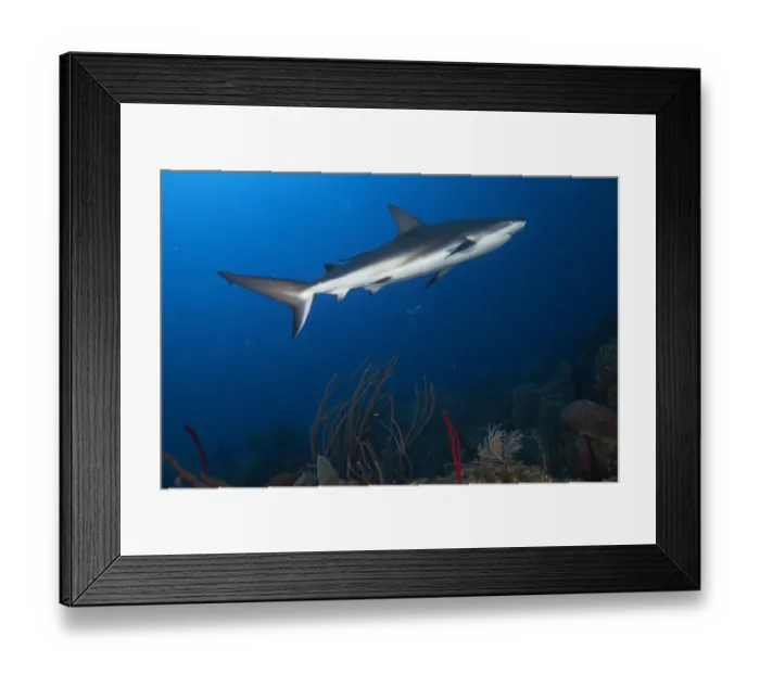 Framed Print : Caribbean reef shark (Carcharhinus perezi) swimming through coral reef. Roatan Island, Honduras. Caribbean Sea Framed Print : Caribbean reef shark (Carcharhinus perezi) swimming through coral reef. Roatan Island, Honduras. Caribbean Sea