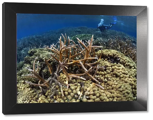 Diver inspecting Staghorn coral (Acropora cervicornis) and Finger coral (Porites porites) colonies. Roatan Island, Honduras. Caribbean Sea