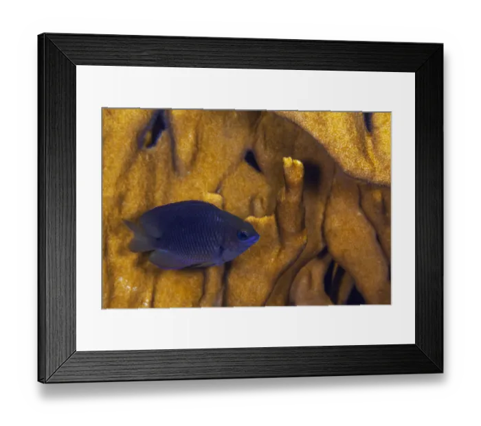 Framed Print : Juvenile Damselfish (Stegastes) hiding amongst Blade fire coral (Millepora complanata). Roatan Island, Honduras. Caribbean Sea Framed Print : Juvenile Damselfish (Stegastes) hiding amongst Blade fire coral (Millepora complanata). Roatan Island, Honduras. Caribbean Sea