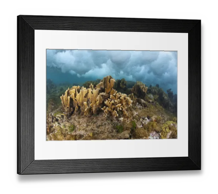 Framed Print : Blade fire coral (Millepora complanata) colonies breaking wave, protection against hurricanes. Guanaja Island, Honduras. Caribbean Sea Framed Print : Blade fire coral (Millepora complanata) colonies breaking wave, protection against hurricanes. Guanaja Island, Honduras. Caribbean Sea