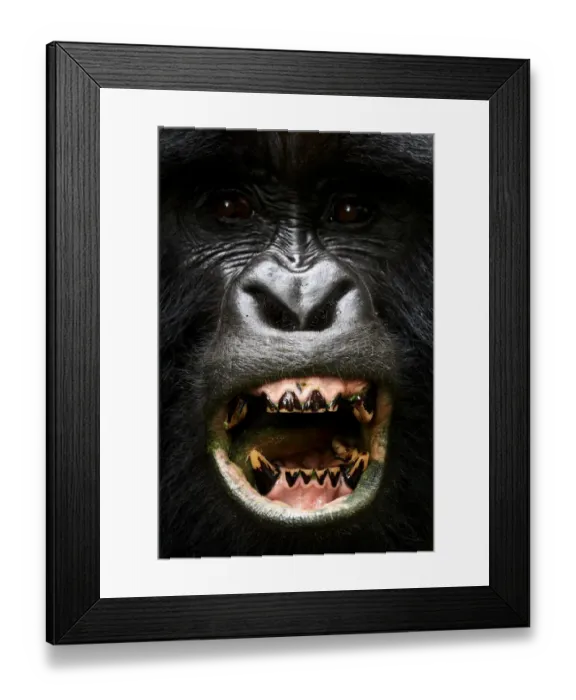 Framed Print : Portrait of male silverback Mountain gorilla (Gorilla beringei beringei) showing his teeth, member of Nyakagezi group. Mgahinga National Park, Uganda Framed Print : Portrait of male silverback Mountain gorilla (Gorilla beringei beringei) showing his teeth, member of Nyakagezi group. Mgahinga National Park, Uganda