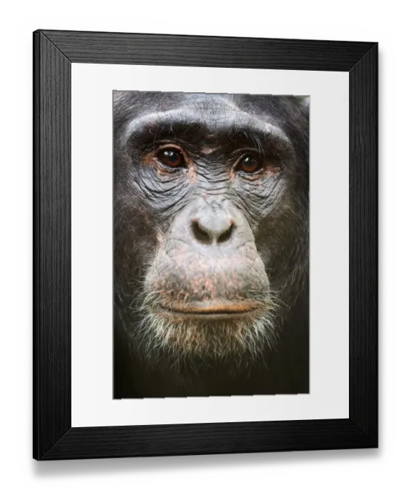 Framed Print : Face portrait of male Eastern chimpanzee (Pan troglodytes schweinfurthii), Kibale National Park, Uganda Framed Print : Face portrait of male Eastern chimpanzee (Pan troglodytes schweinfurthii), Kibale National Park, Uganda