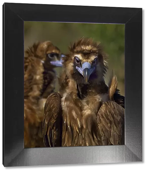 Portrait of Cinereous vulture (Aegypius monachus). Spain. February