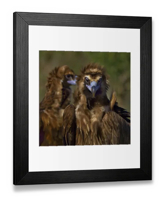 Framed Print : Portrait of Cinereous vulture (Aegypius monachus). Spain. February Framed Print : Portrait of Cinereous vulture (Aegypius monachus). Spain. February