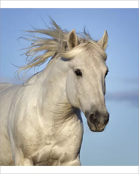 RF - Camargue horse (Equus ferus caballus) running, head portrait, Camargue, France. October. (This image may be licensed either as rights managed or royalty free. )