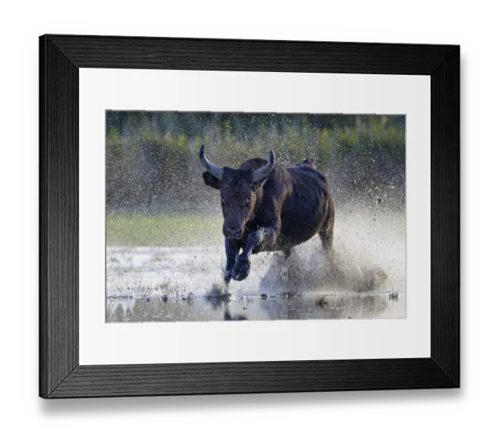 Framed Print : Camargue bull (Bos taurus) running through marshland, Camargue, France. October Framed Print : Camargue bull (Bos taurus) running through marshland, Camargue, France. October