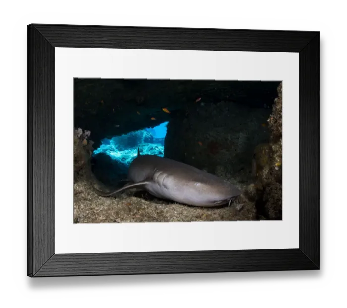 Framed Print : Tawny nurse shark (Nebrius ferrugineus) resting in a small cave during the day, Mu Koh Similan National Park, Andaman Sea, Phang-nga, Thailand Framed Print : Tawny nurse shark (Nebrius ferrugineus) resting in a small cave during the day, Mu Koh Similan National Park, Andaman Sea, Phang-nga, Thailand