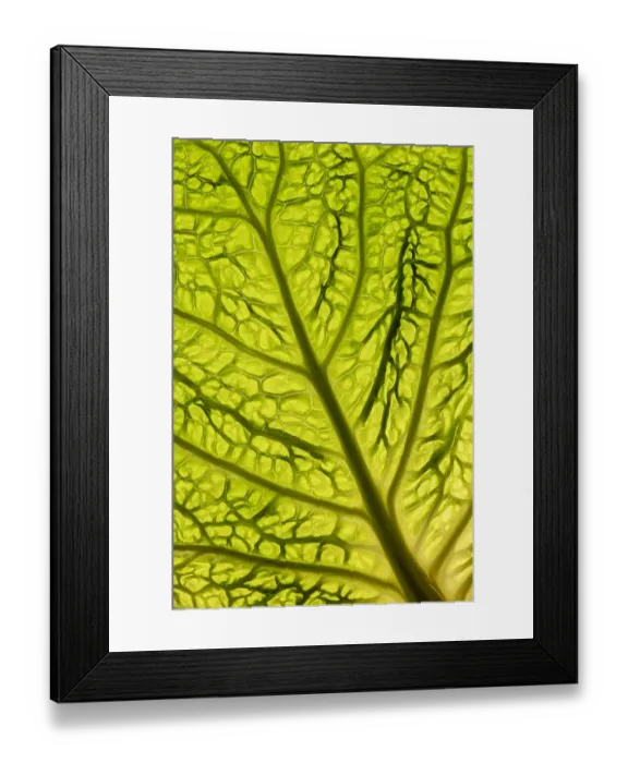 Framed Print : Cabbage (Brassica oleracea) leaf transilluminated showing vein detail Framed Print : Cabbage (Brassica oleracea) leaf transilluminated showing vein detail