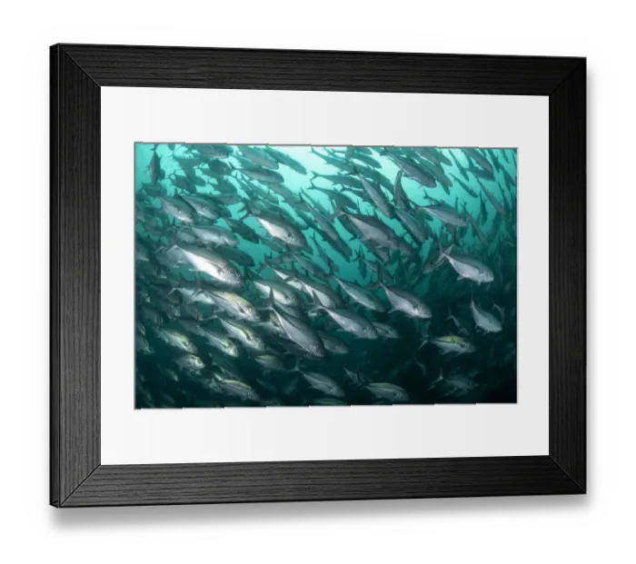 Framed Print : Large school of Bigeye trevally (Caranx sexfasciatus) swimming midwater, Adang-Rawi Archipelago, Andaman Sea, Satun, Thailand Framed Print : Large school of Bigeye trevally (Caranx sexfasciatus) swimming midwater, Adang-Rawi Archipelago, Andaman Sea, Satun, Thailand