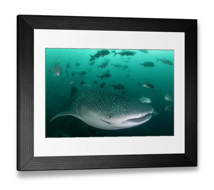 Framed Print : Whale shark (Rhincodon typus), an endangered species, feeding on zooplankton in nutrient-rich murky water, being followed by a school of Cobia (Rachycentron canadum), Adang-Rawi Archipelago, Satun, Andaman Sea, Thailand Framed Print : Whale shark (Rhincodon typus), an endangered species, feeding on zooplankton in nutrient-rich murky water, being followed by a school of Cobia (Rachycentron canadum), Adang-Rawi Archipelago, Satun, Andaman Sea, Thailand