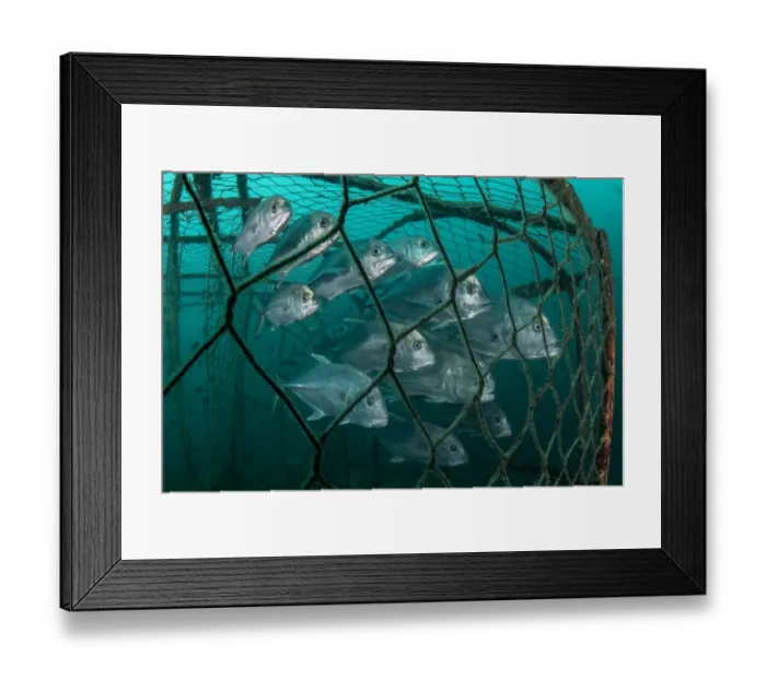Framed Print : Bigeye trevally (Caranx sexfasciatus) and Giant trevally (Caranx ignobilis) swimming inside an artisanal fish trap of the indigenous Urak Lawoi tribe, Adang-Rawi Archipelago, Andaman Sea, Satun, Thailand Framed Print : Bigeye trevally (Caranx sexfasciatus) and Giant trevally (Caranx ignobilis) swimming inside an artisanal fish trap of the indigenous Urak Lawoi tribe, Adang-Rawi Archipelago, Andaman Sea, Satun, Thailand