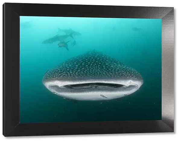 Whale shark (Rhincodon typus), an endangered species, feeding on zooplankton in nutrient-rich murky water, being followed by a school of Cobia (Rachycentron canadum), Adang-Rawi Archipelago, Satun, Andaman Sea, Thailand