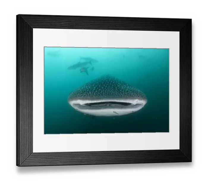 Framed Print : Whale shark (Rhincodon typus), an endangered species, feeding on zooplankton in nutrient-rich murky water, being followed by a school of Cobia (Rachycentron canadum), Adang-Rawi Archipelago, Satun, Andaman Sea, Thailand Framed Print : Whale shark (Rhincodon typus), an endangered species, feeding on zooplankton in nutrient-rich murky water, being followed by a school of Cobia (Rachycentron canadum), Adang-Rawi Archipelago, Satun, Andaman Sea, Thailand