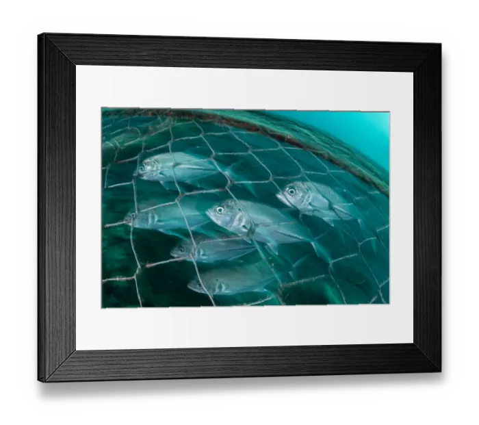 Framed Print : Bigeye trevally (Caranx sexfasciatus) swimming inside an artisanal fish trap, Adang-Rawi Archipelago, Andaman Sea, Satun, Thailand Framed Print : Bigeye trevally (Caranx sexfasciatus) swimming inside an artisanal fish trap, Adang-Rawi Archipelago, Andaman Sea, Satun, Thailand