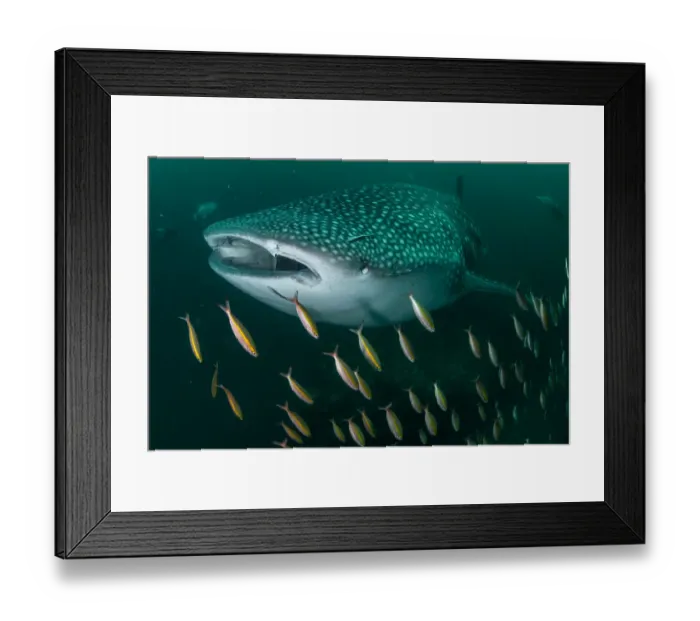 Framed Print : Whale shark (Rhincodon typus), an endangered species, swimming through a school of Goldband fusiliier (Pterocaesio chrysozona) whilst feeding on zooplankton in nutrient-rich murky water, Adang-Rawi Archipelago, Andaman Sea, Satun, Thailand Framed Print : Whale shark (Rhincodon typus), an endangered species, swimming through a school of Goldband fusiliier (Pterocaesio chrysozona) whilst feeding on zooplankton in nutrient-rich murky water, Adang-Rawi Archipelago, Andaman Sea, Satun, Thailand
