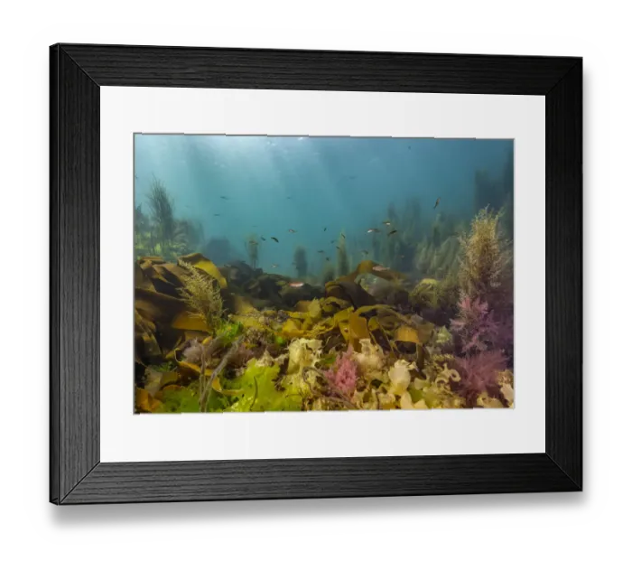 Framed Print : Diverse array of algae species including Sargassum weed (Sargassum horneri), Kelp (Laminariales), Sea lettuce (Ulva lactuca) on shallow reef with juvenile Pollock (Pollachius pollachius) and Ballan wrasse (Labrus bergylta) swimming above, Falmouth